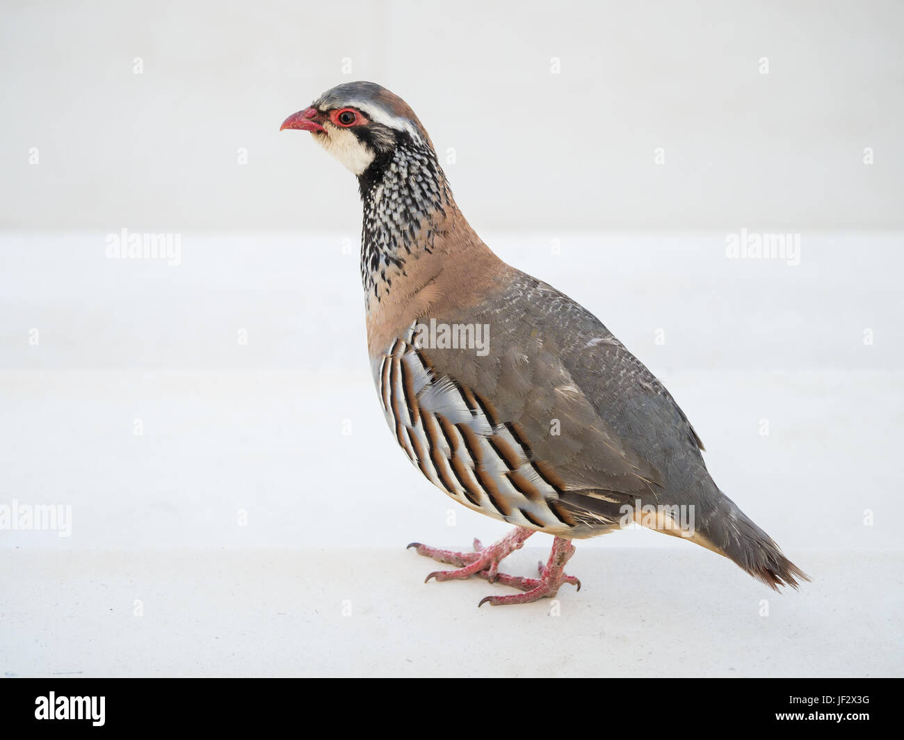 Wild red-legged partridge marche sur des oiseaux en pierre blanche en Andalousie, espagne. Banque D'Images Wild red-legged partridge marche sur des oiseaux en pierre blanche en Andalousie, espagne. Banque D'Images
