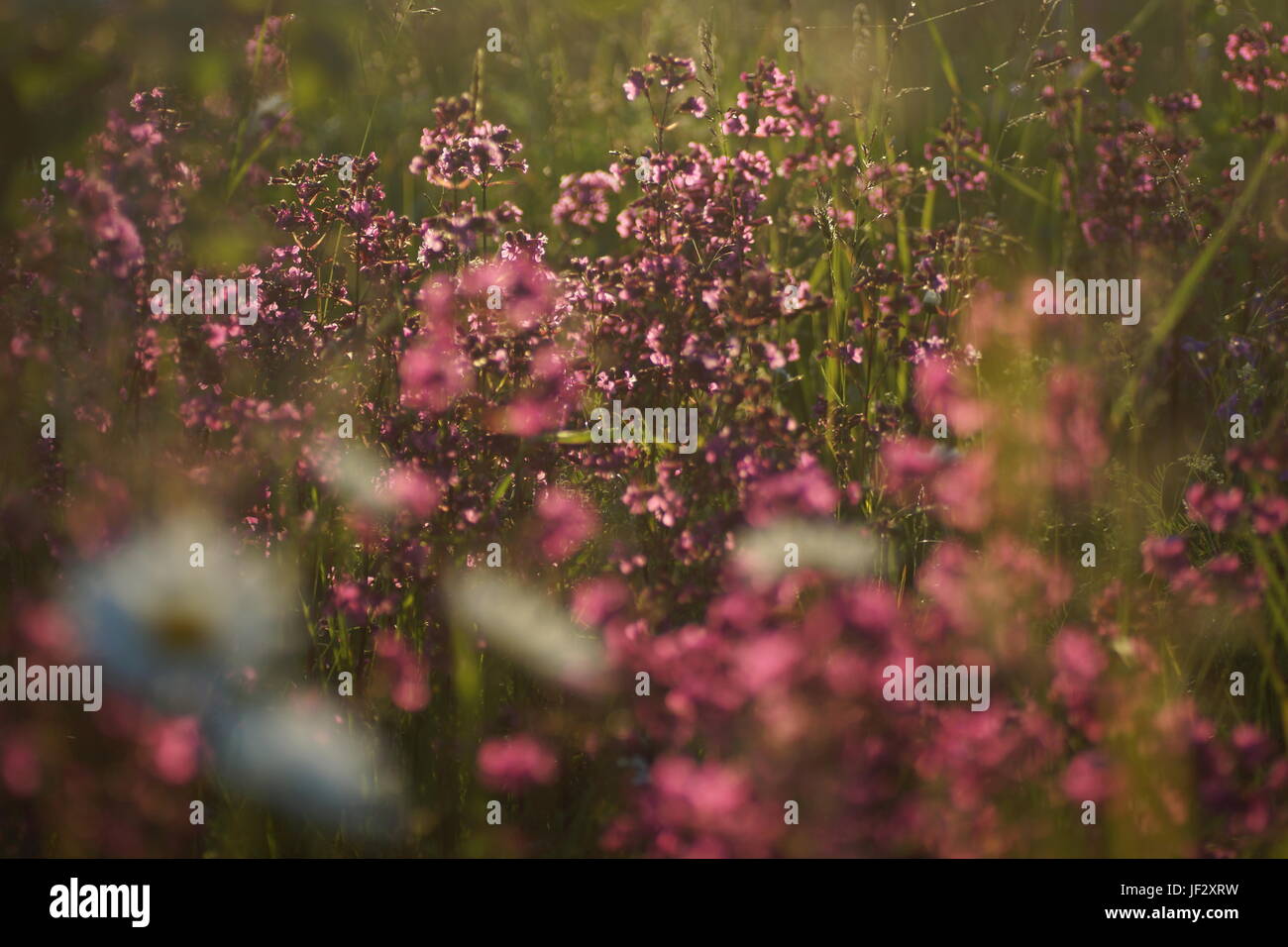 Fleurs et l'herbe éclairées par la lumière du soleil chaud de l'été sur un pré, abstract backgrounds naturel pour votre conception. Banque D'Images