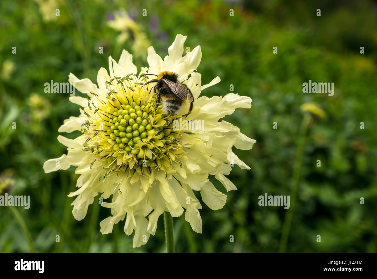 Scabious géant, Cephalaria gigantea, fleur avec abeille, Bombus sylvestris, Écosse, Royaume-Uni Banque D'Images