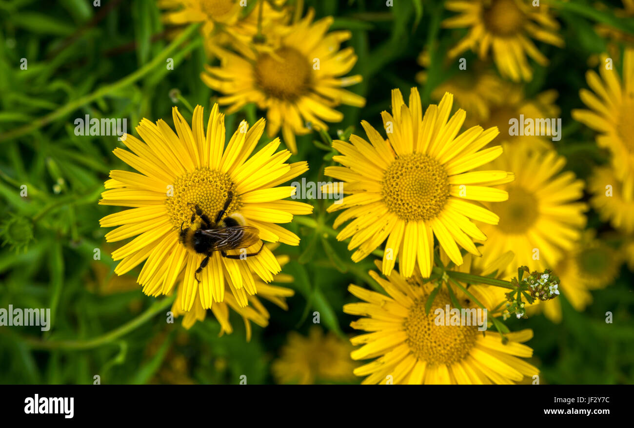Gros plan de la fleur jaune Buphthalmum salicifolium avec la forêt de cuckoo Bumblebee, Écosse, Royaume-Uni Banque D'Images