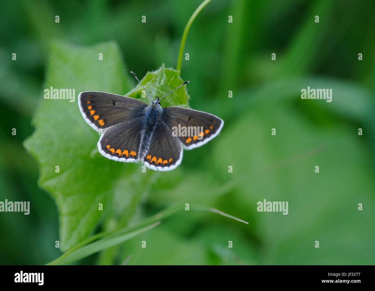 Un Argus brun Aricia agestis utterfly ( ) au repos sur la végétation Banque D'Images