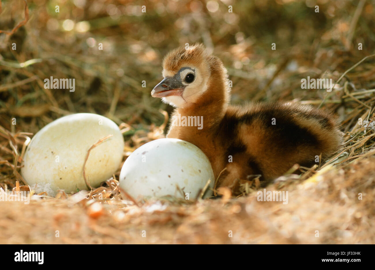 L'Afrique de l'est gris ou grue couronnée Balearica regulorum gibbericeps. Nid au sol avec deux œufs plus juste éclos poussin. Banque D'Images