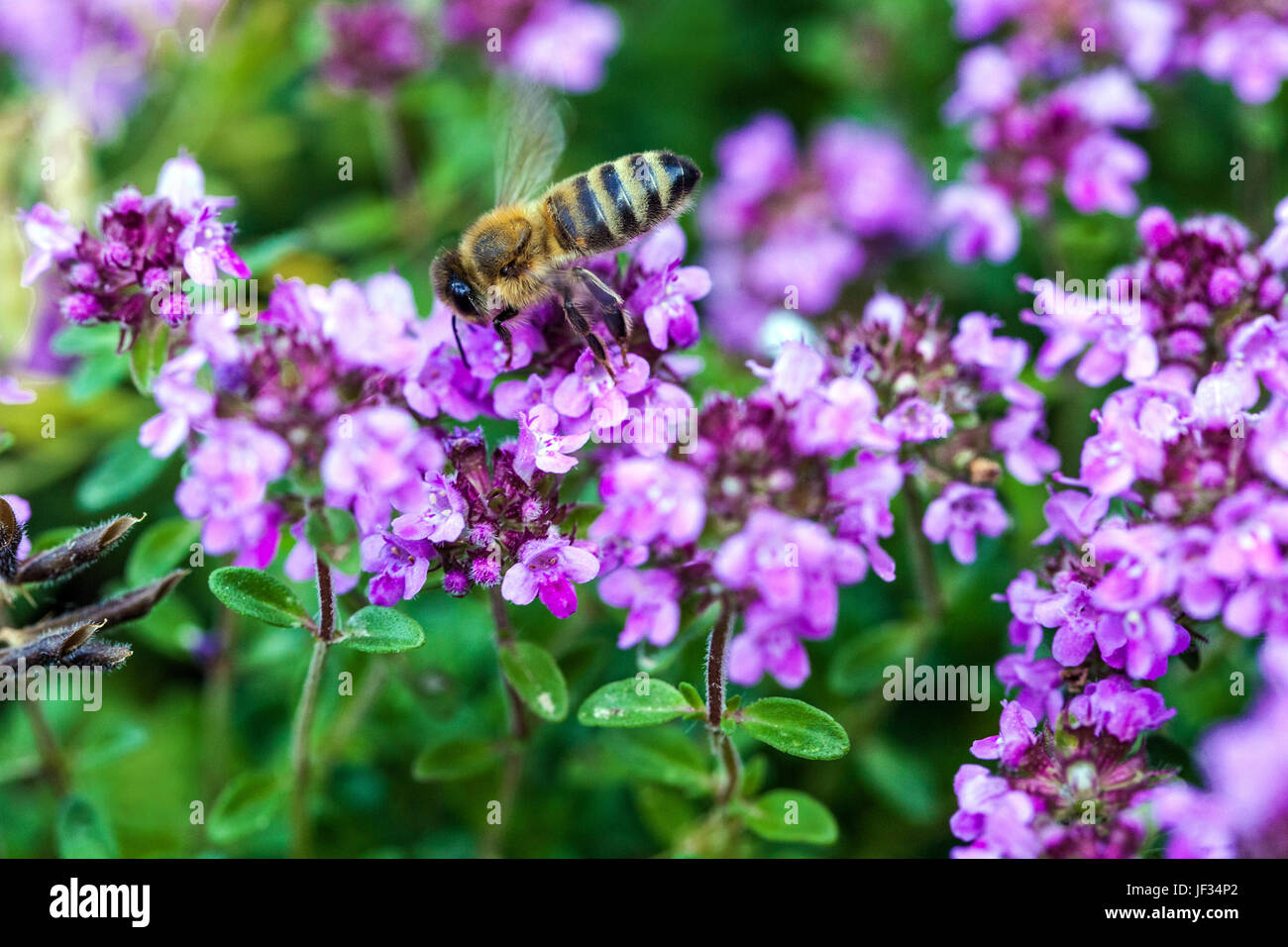 Abeille sur le thymus pulegioides 'Kurt' à grandes feuilles, le thym, le thym citron, la pollinisation Banque D'Images