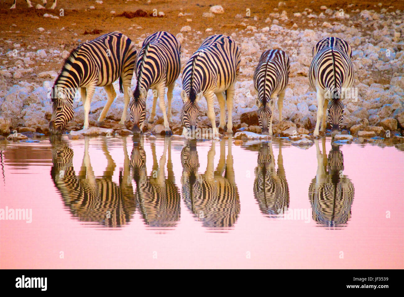 Les zèbres des plaines prendre un verre en soirée à un étang à Okakuejo dans Etosha National Park, Namibie Banque D'Images