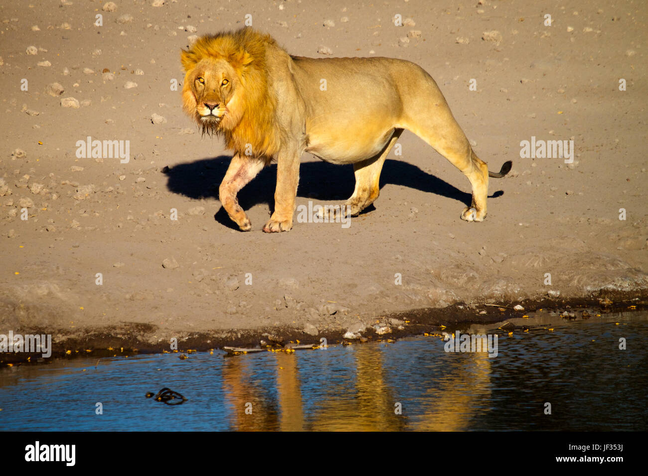 Grand mâle lion waterhole visites après avoir mangé sur un kill (note) gros ventre. Parc National d'Etosha, Namibie Banque D'Images