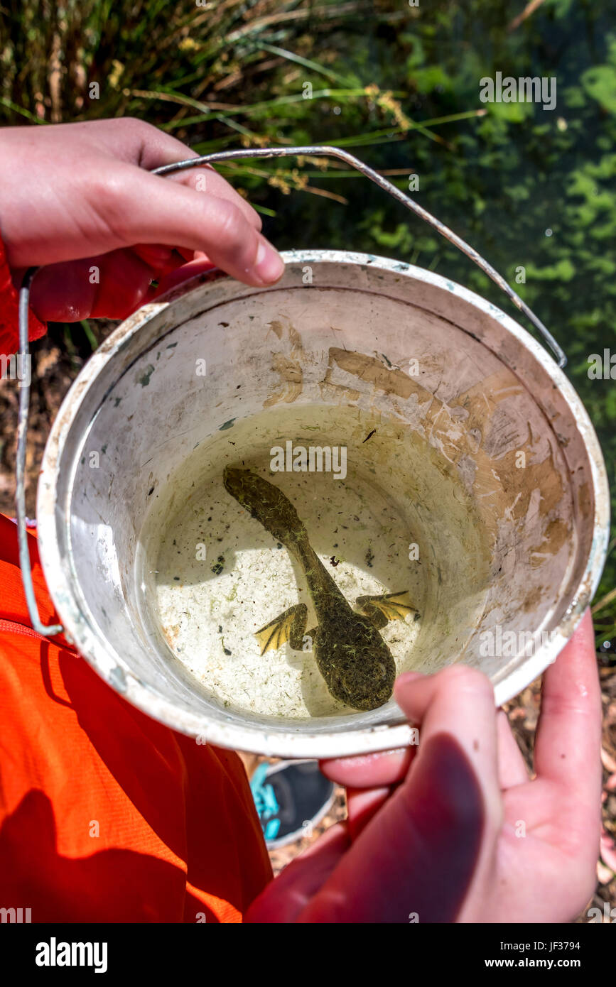 Regardant vers le bas dans un seau avec un gros têtard de la grenouille taureau dans les mains d'un enfant montrant un jour d'été découverte dans la nature au lac de Anza, Berkeley. Banque D'Images