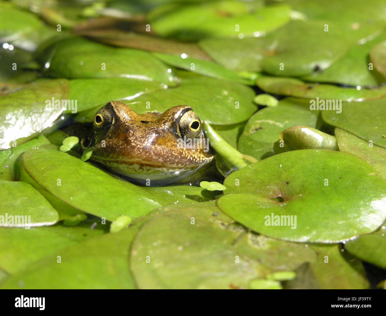 European Common Frog (Rana temporaria) flottant dans l'étang tout en se cachant sous l'Hydrocharis morsus-ranae vert feuilles hydrocharide grenouillette, gros plan Banque D'Images