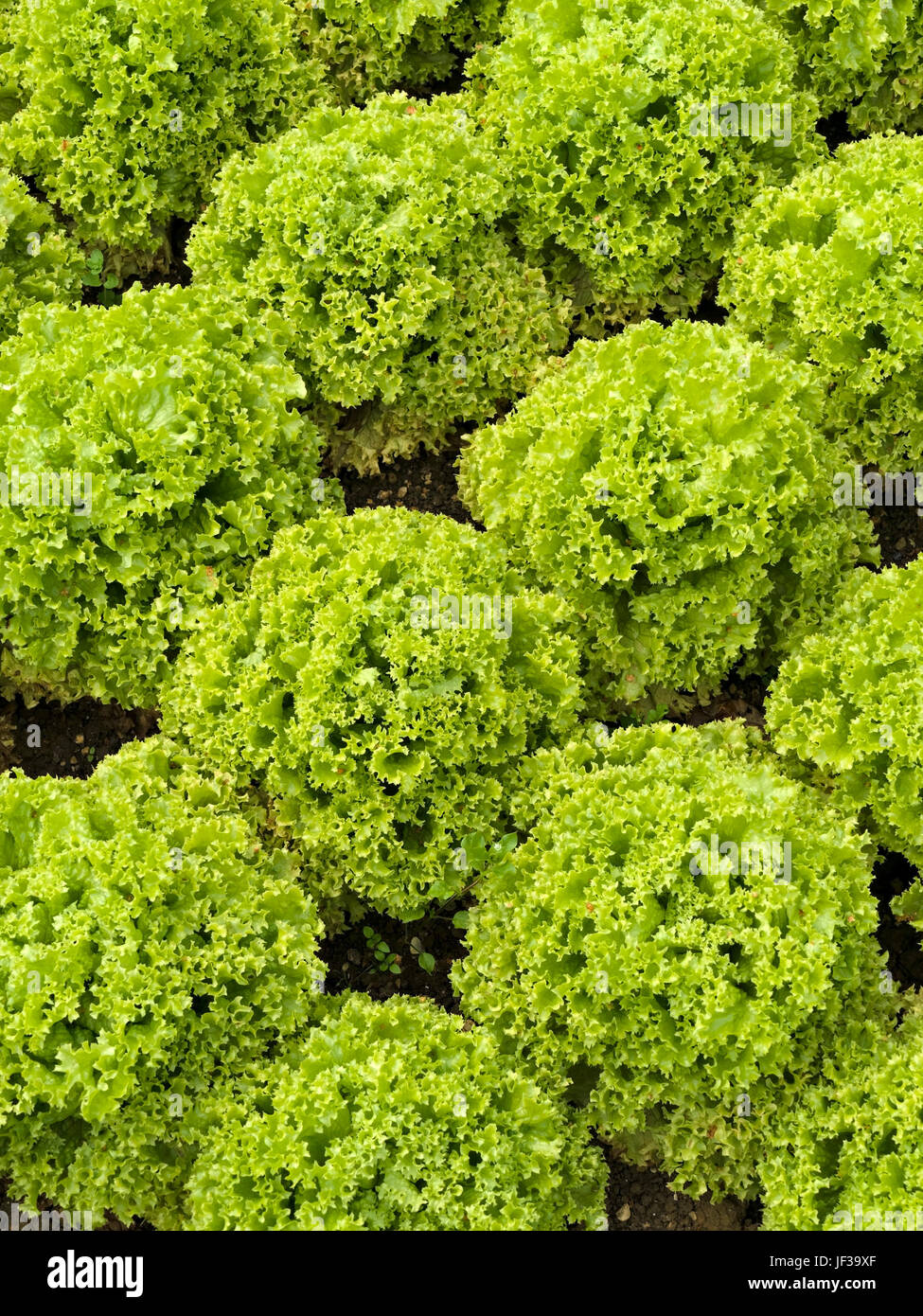 Lollo bionda corail vert feuilles de laitues frisées croissant dans les lignes denses en UK une salade de légumes jardin. Banque D'Images