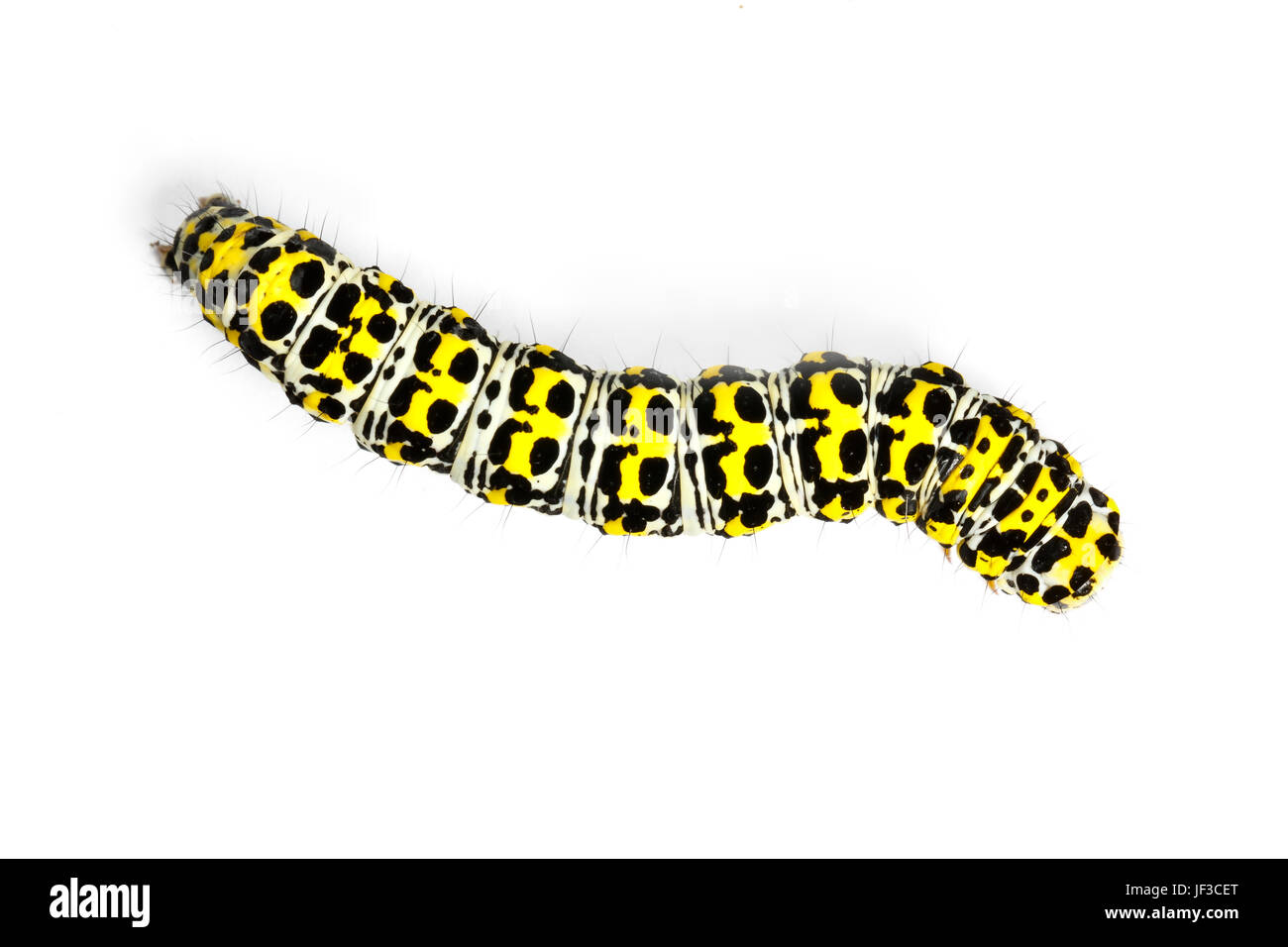Mullein Moth caterpillar, Shargacucullia verbasci Cucullia verbasci, (syn) trouvés sur Scrofulaire noueuse. La péninsule de Gower, Glamorgan, Pays de Galles. Banque D'Images