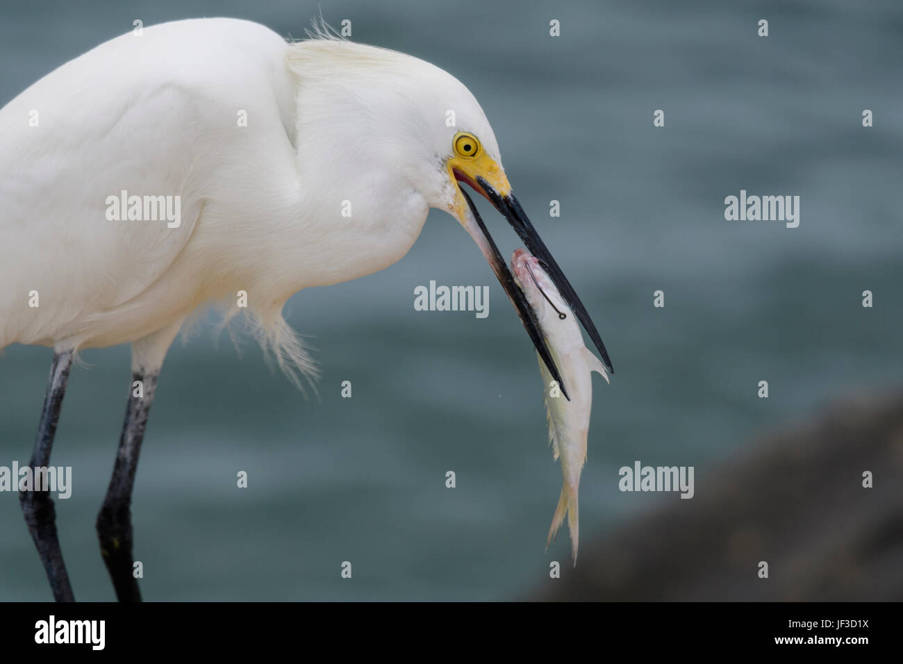 Aigrette neigeuse de manger un poisson qui a un crochet de pêche à travers la bouche de c Banque D'Images