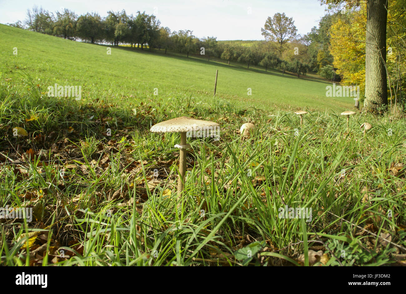 Champignons Parasol à la frontière d'un bois Banque D'Images