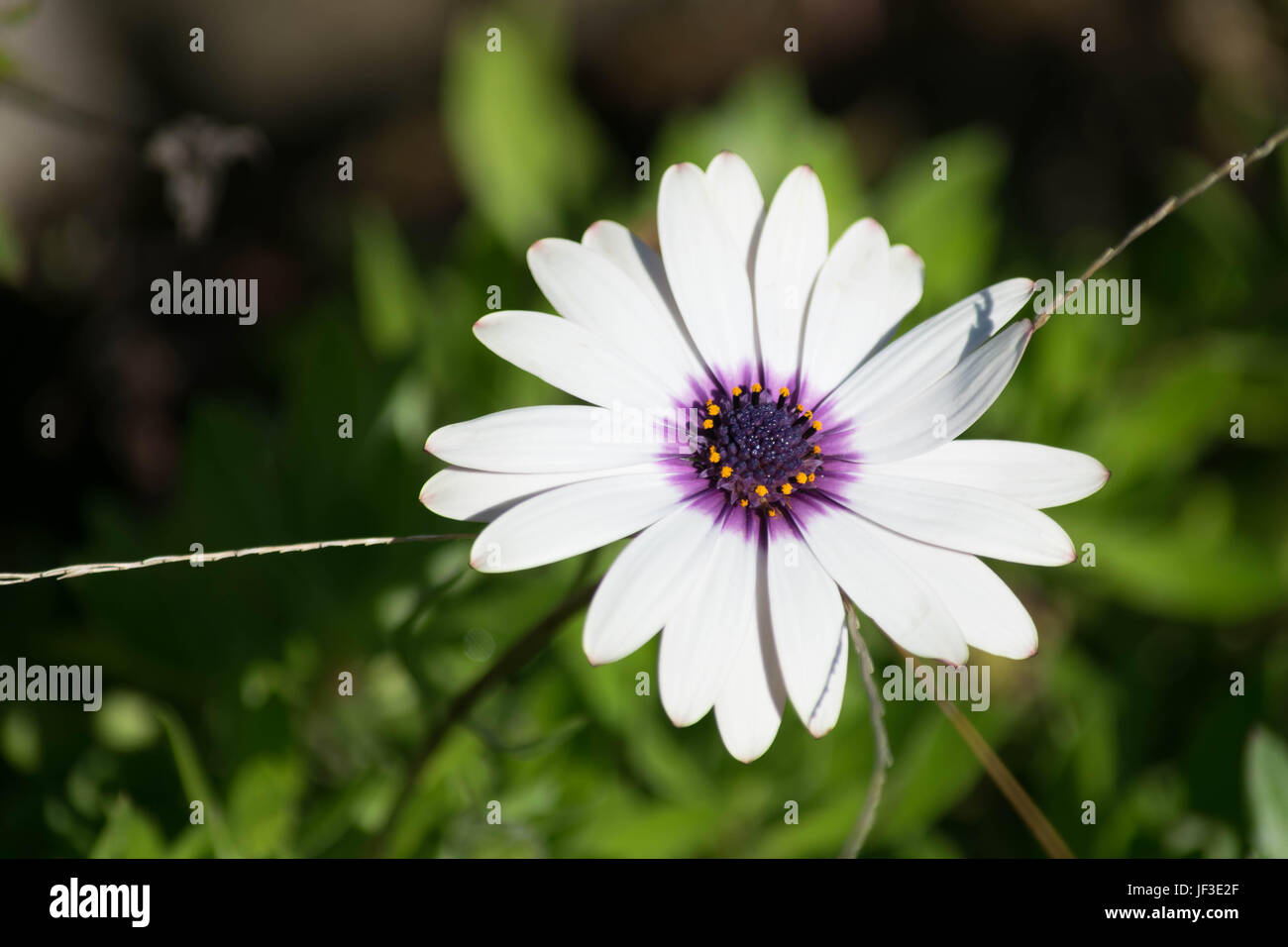 Un concentré en gros plan sur une fleur blanche à Marbella, Espagne Banque D'Images