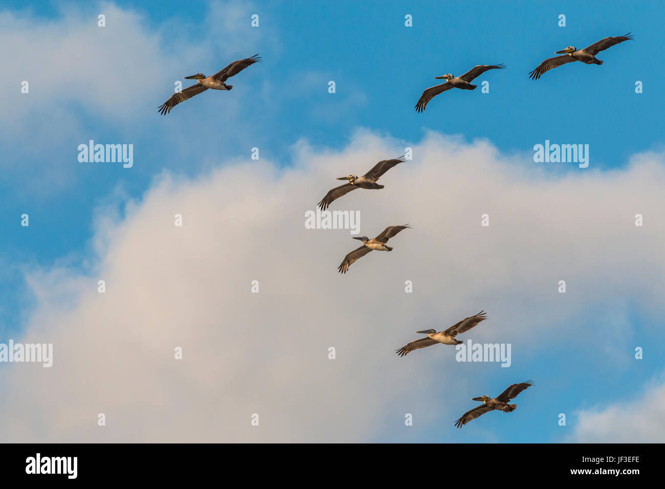 Un troupeau de pod ou le Pélican brun en formation en vol au dessus de Galveston East Beach. Banque D'Images
