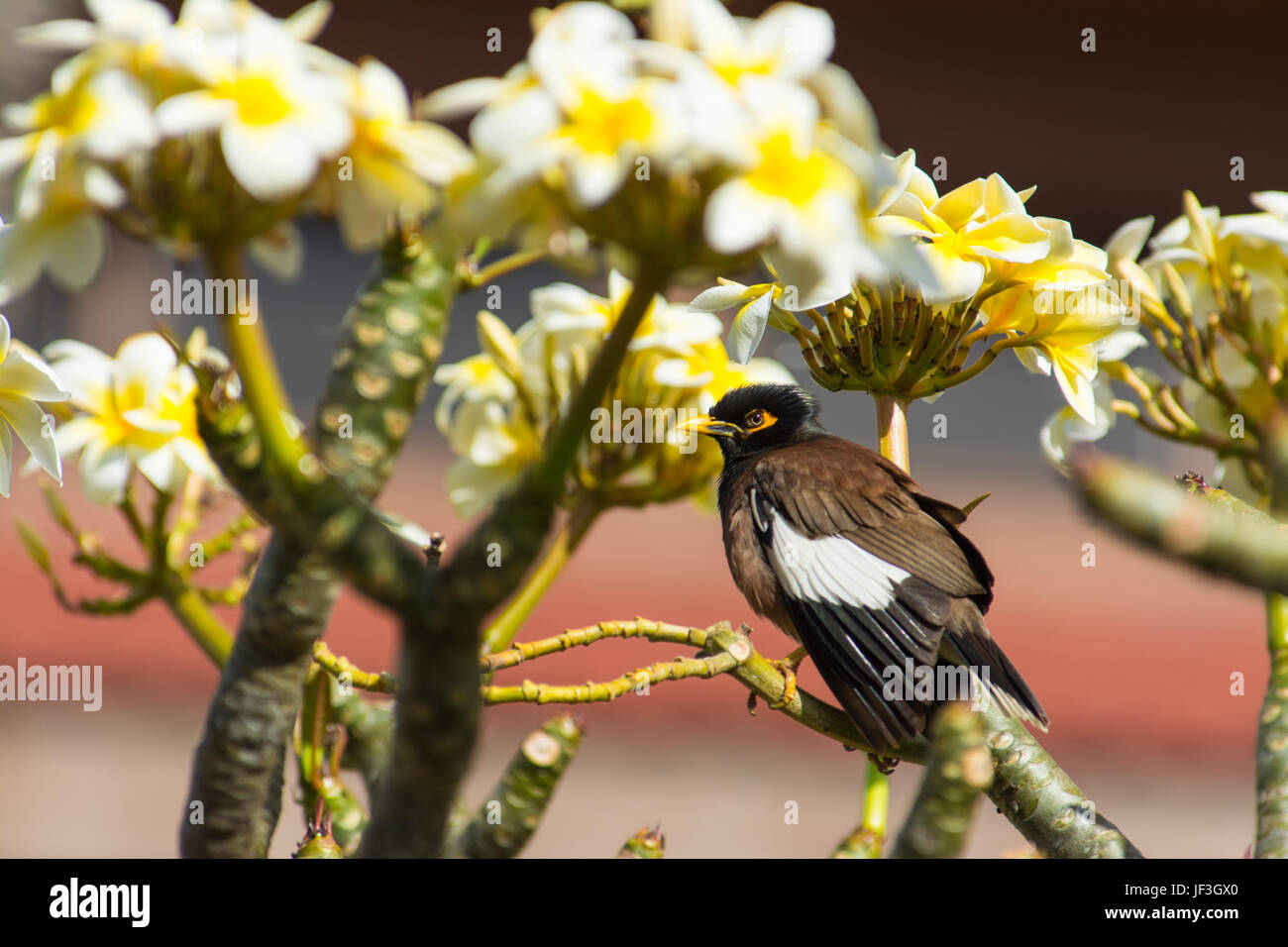 Common myna Acridotheres tristis,, perché entre Plumeria fleurs sur l'île de Maui. Banque D'Images