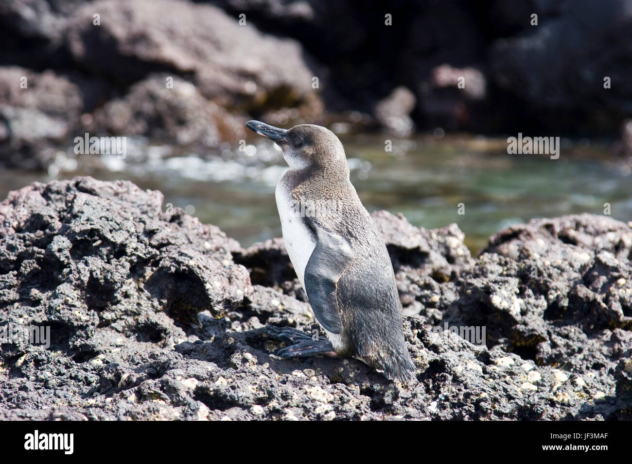 Manchot des Galapagos. L'Équateur Banque D'Images