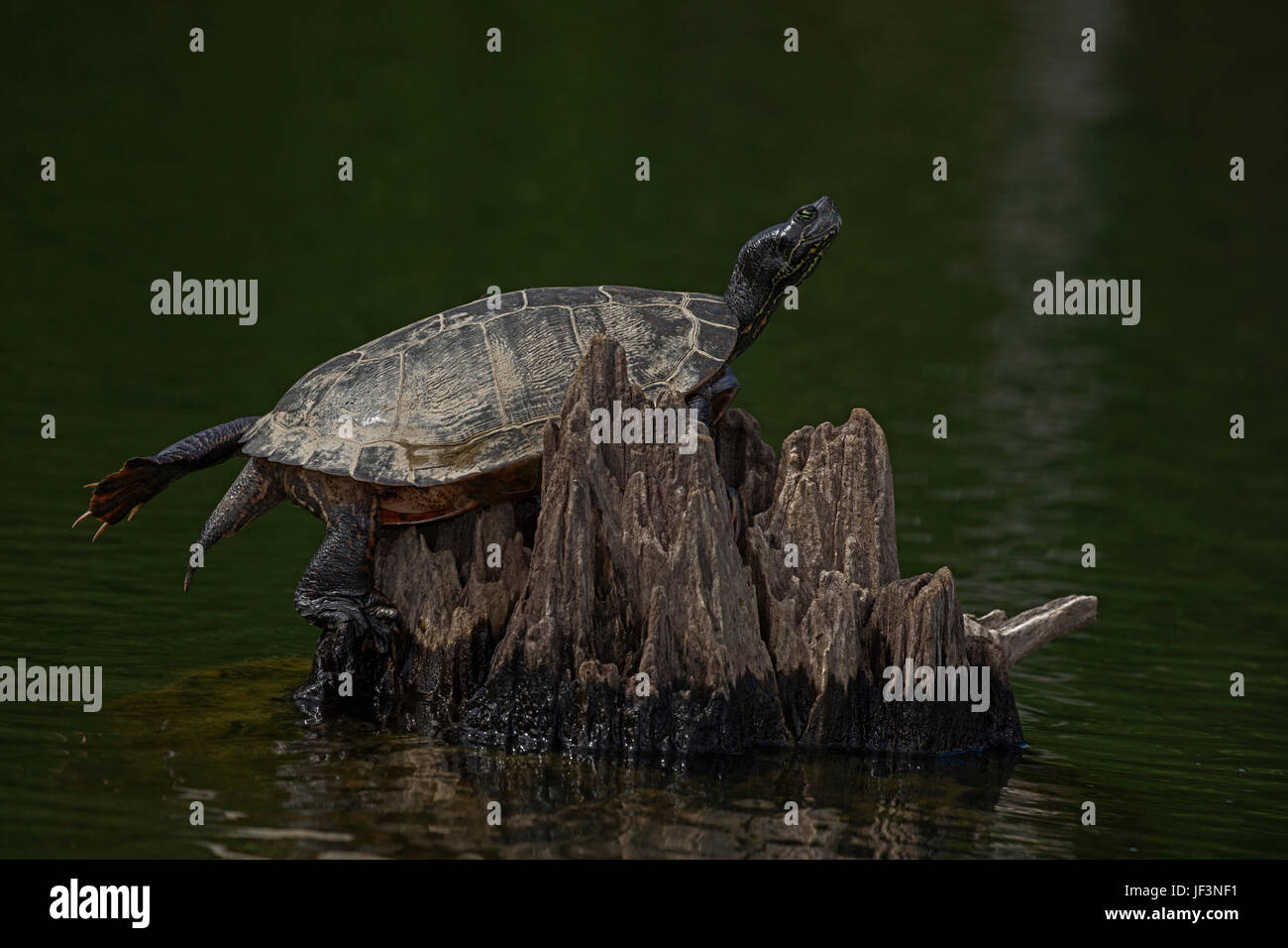 Tortue peinte rouge(Chrysemys picta) Banque D'Images