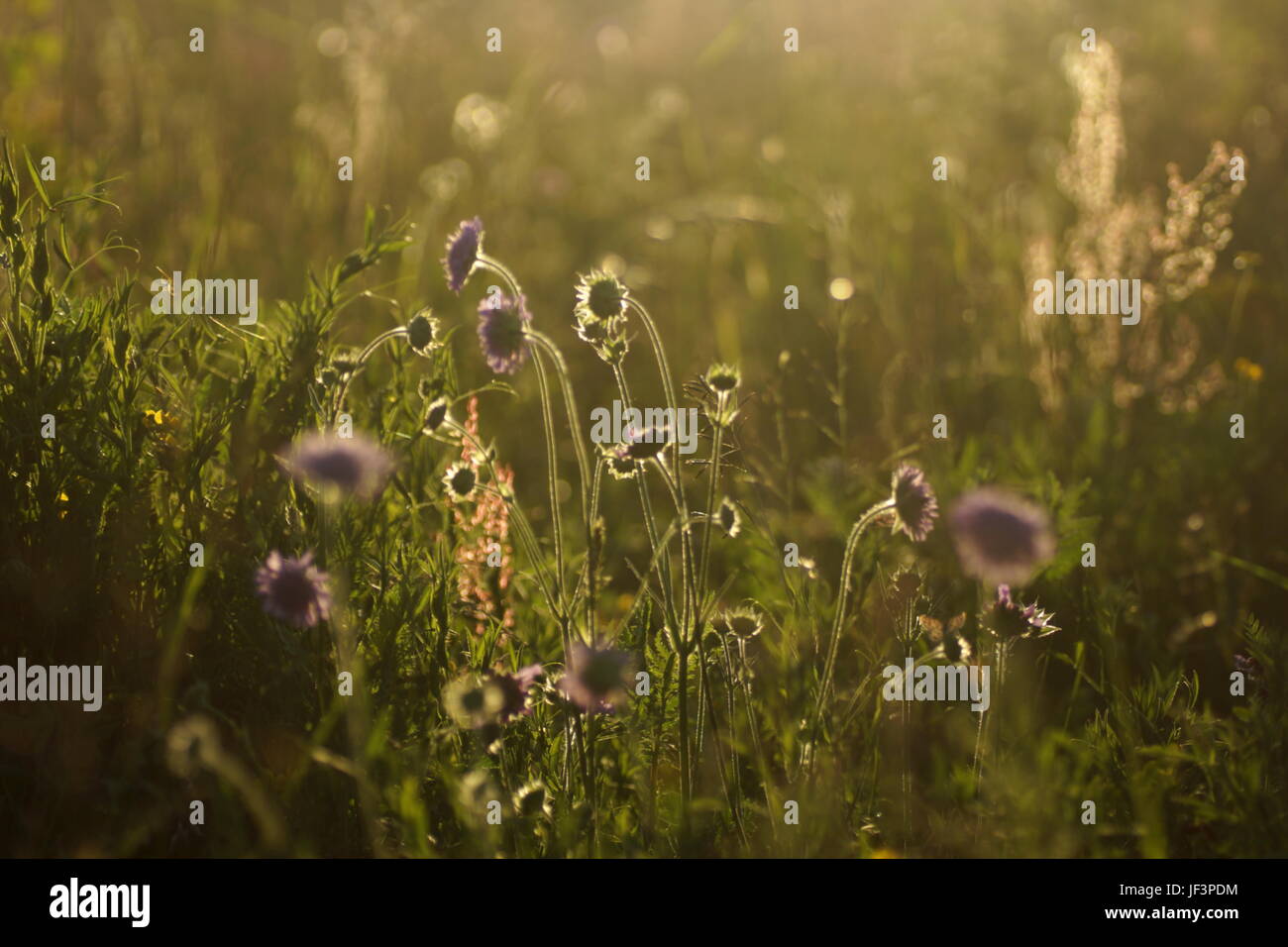 Fleurs et l'herbe éclairées par la lumière du soleil chaud de l'été sur un pré, abstract backgrounds naturel pour votre conception. Parmi les herbes de prairie Scabiosa. Banque D'Images