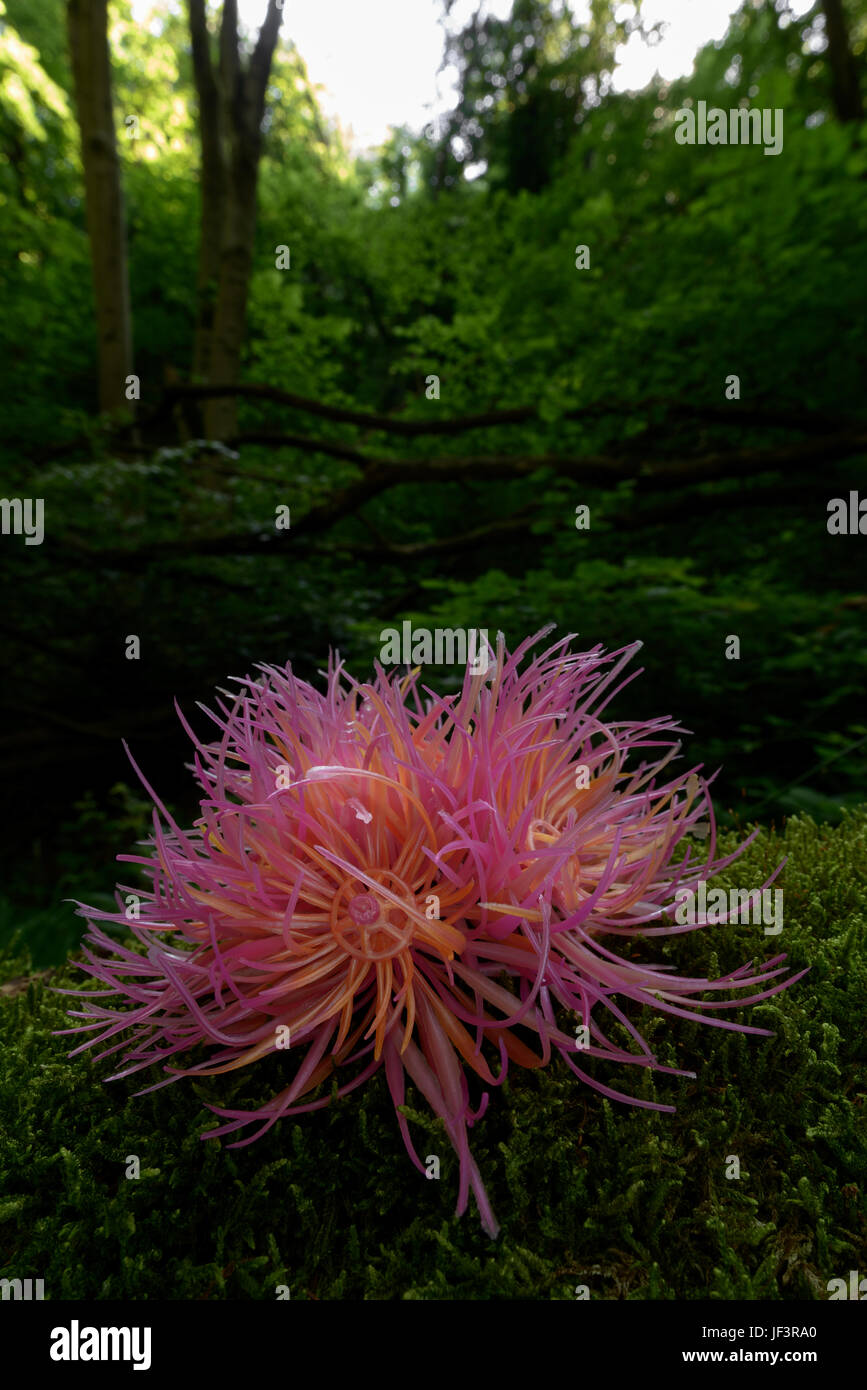 Plante artificielle en bois en Banque D'Images