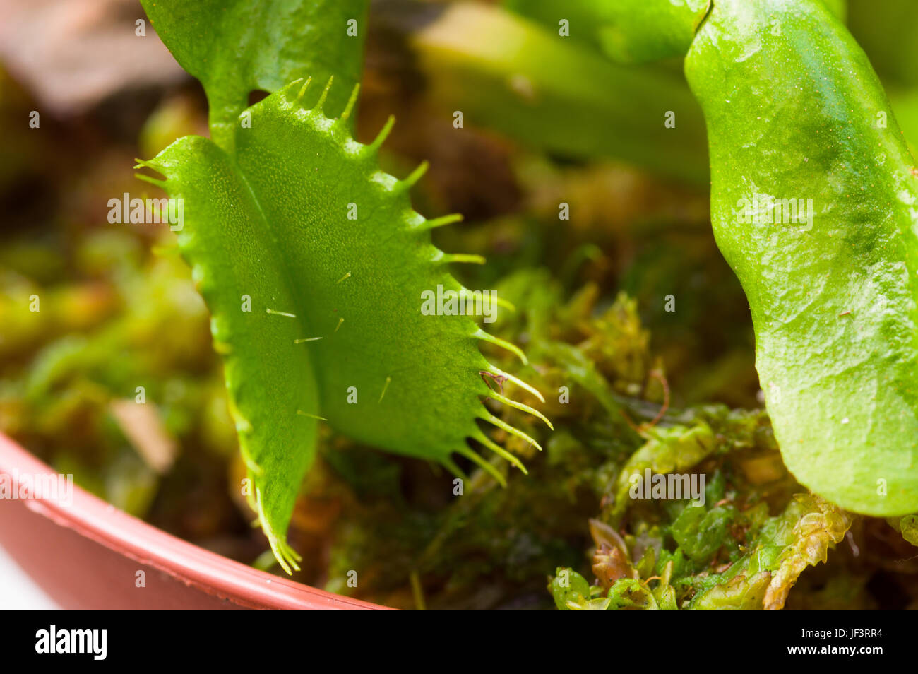 Manger des insectes exotiques fleurs pinguicula dionée prédateur. Banque D'Images