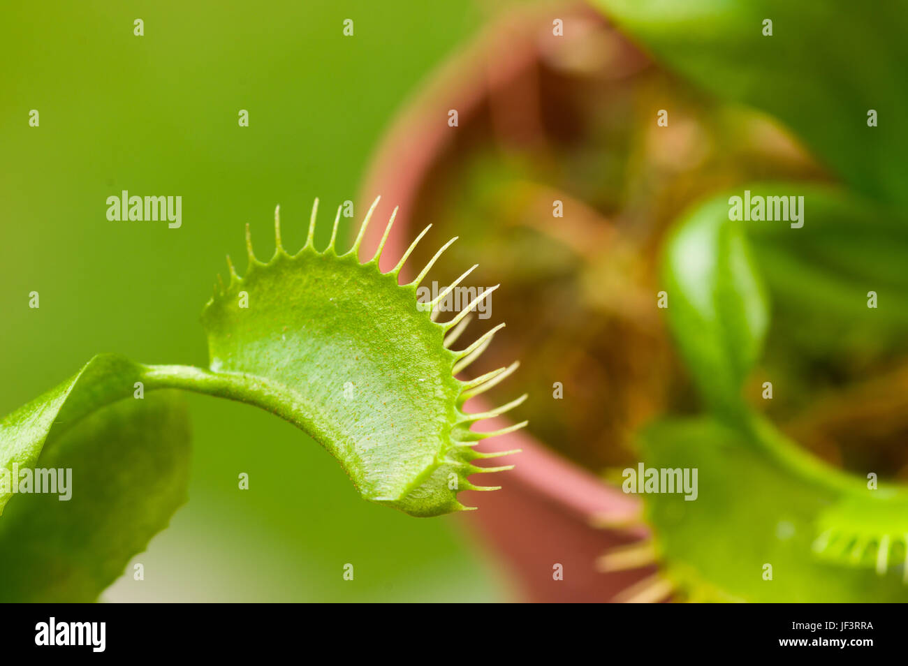 Près d'un prédateur exotique fleur insectivores dionée dionaea, dans un arrière-plan flou. Banque D'Images