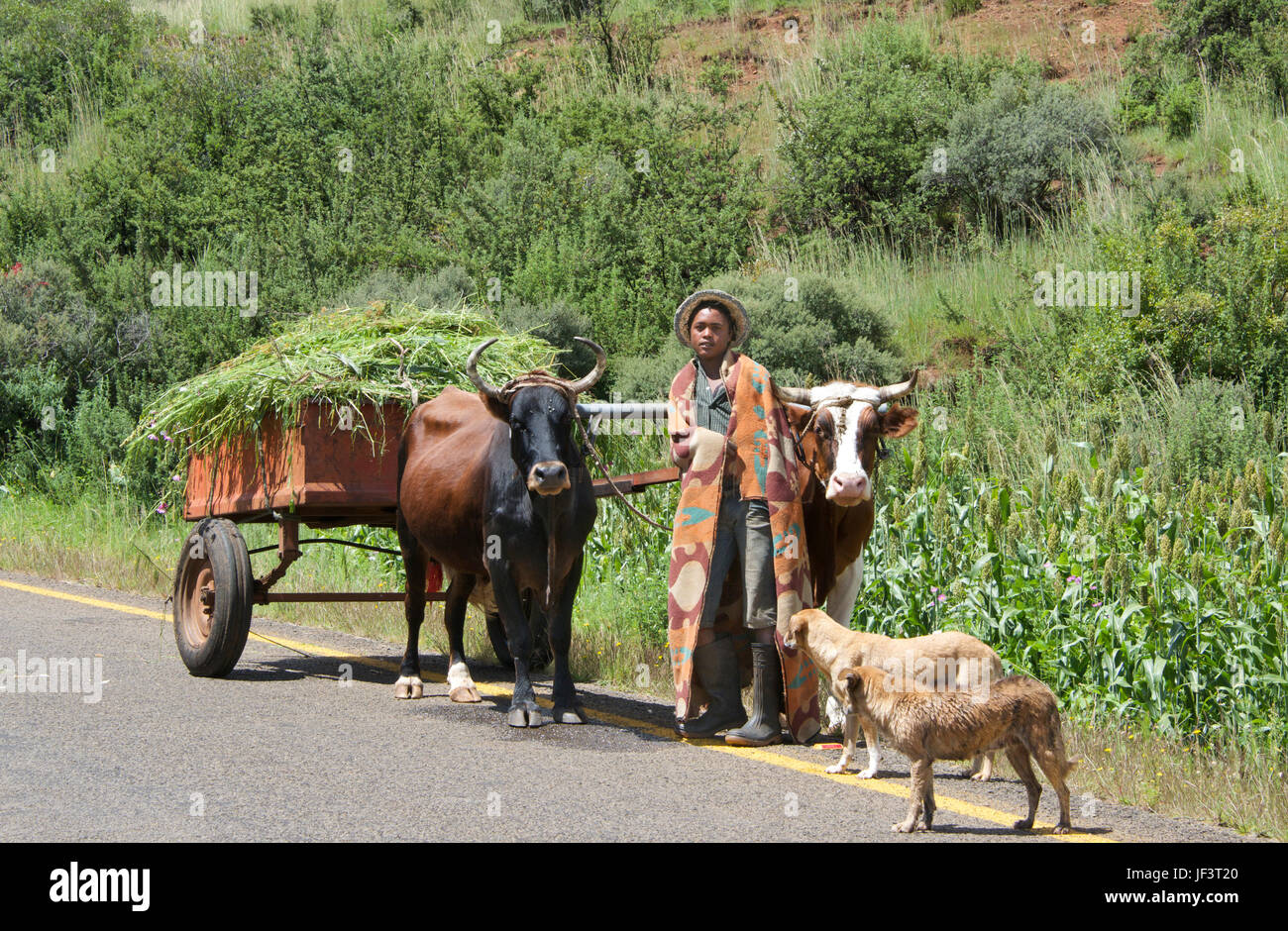 Garçon avec charrette chargée de la vallée de la rivière Hlotse district de Leribe Lesotho Afrique du Sud Banque D'Images