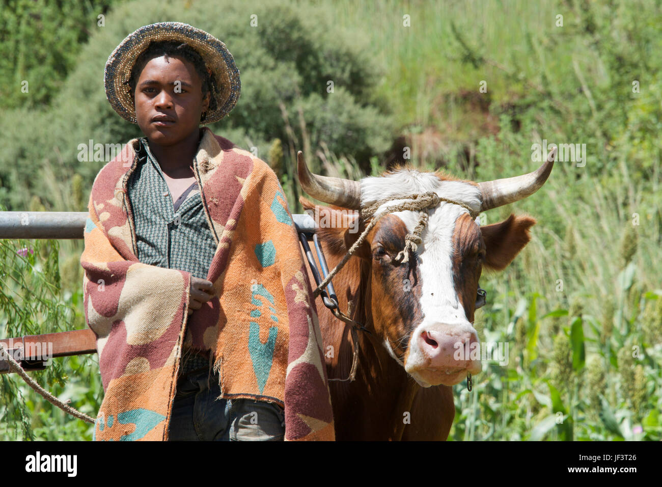 Close-up garçon et bullock Hlotse River Valley District de Leribe Lesotho Afrique du Sud Banque D'Images