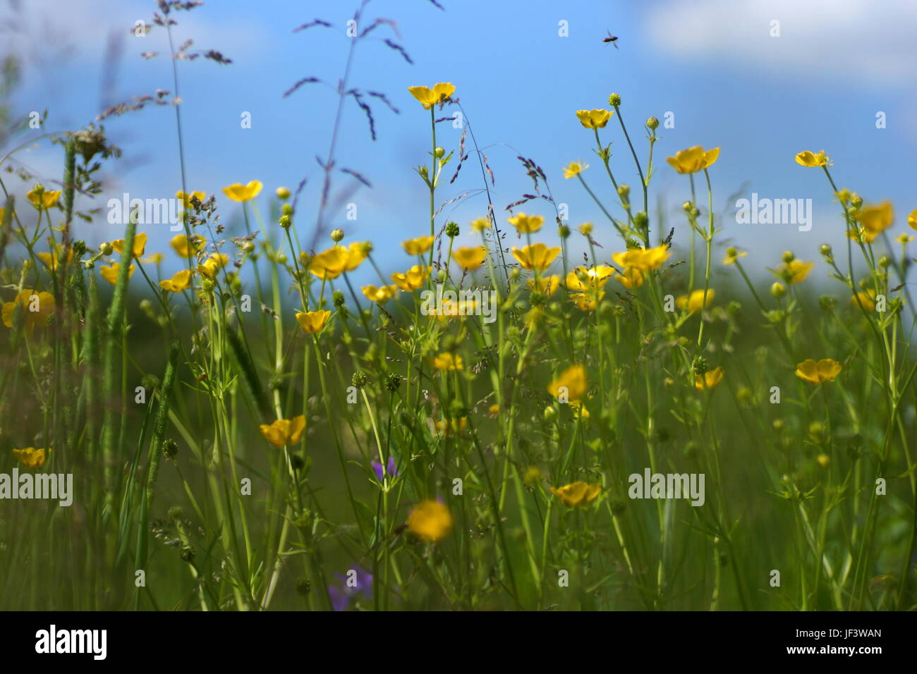 Fleurs et l'herbe éclairées par la lumière du soleil chaud de l'été sur un pré, abstract backgrounds naturel pour votre conception. Renoncule jaune prairie Banque D'Images