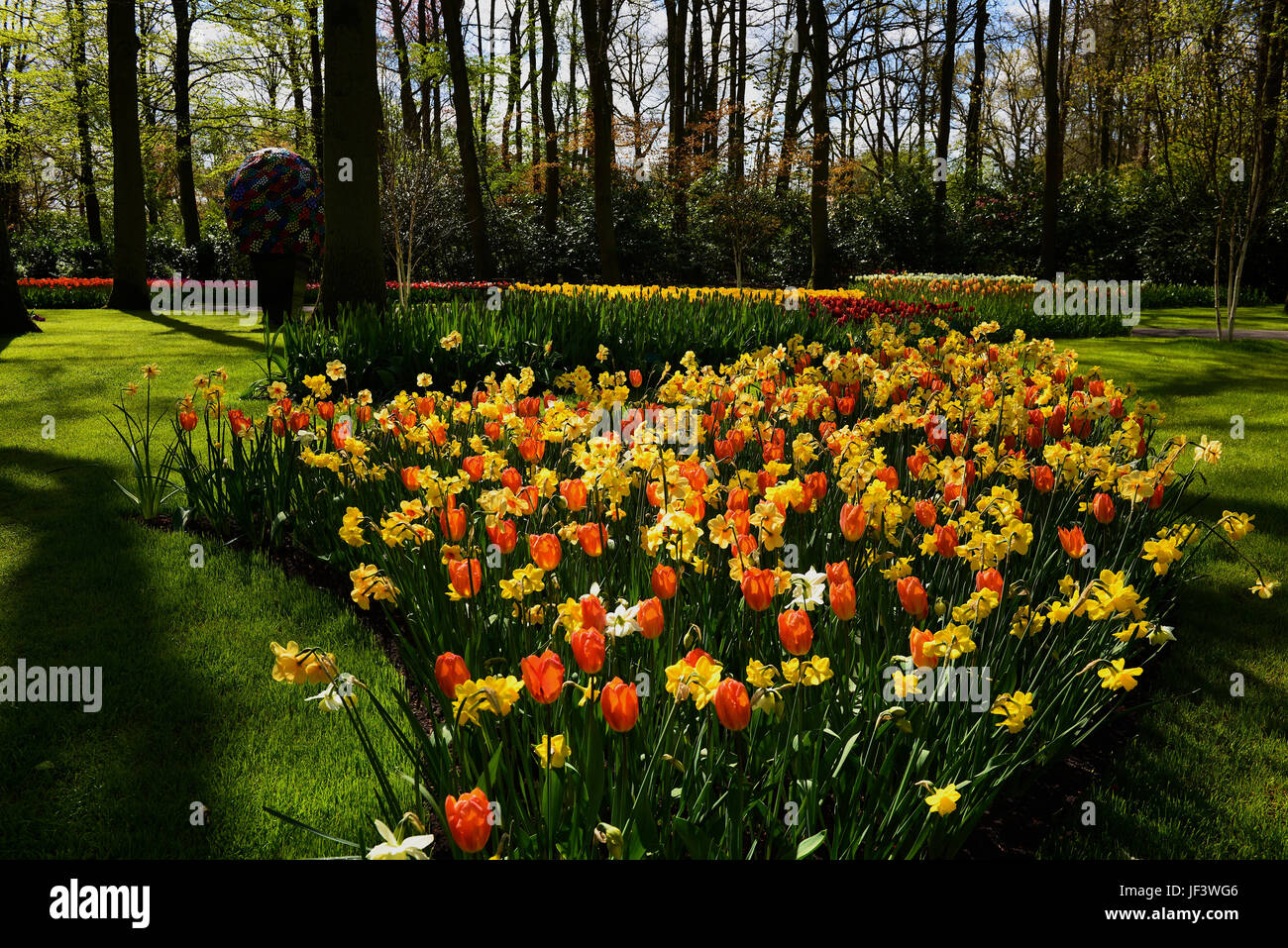 Les tulipes aux Pays-Bas Banque D'Images