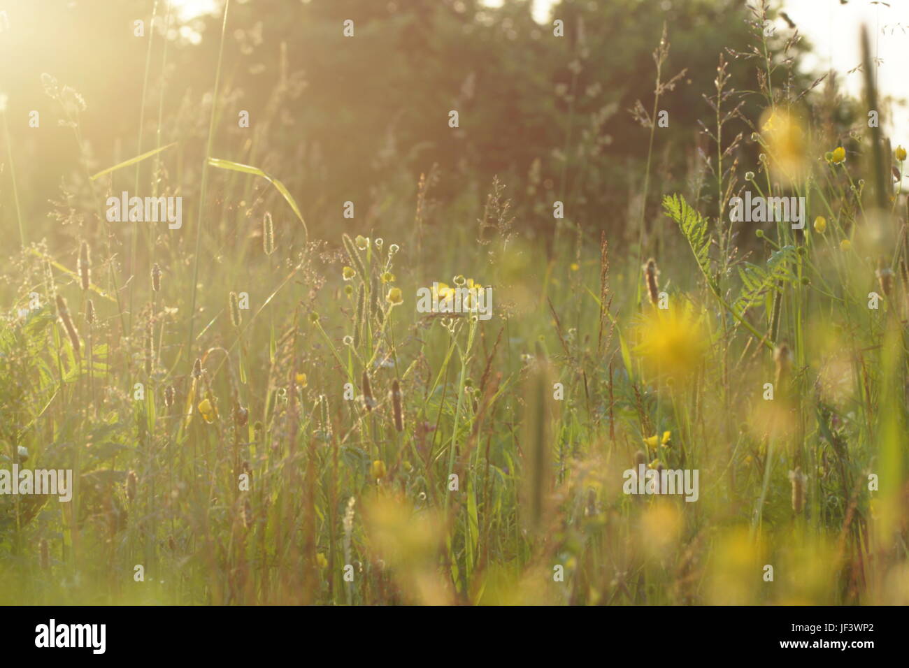 Fleurs et l'herbe éclairées par la lumière du soleil chaud de l'été sur un pré, abstract backgrounds naturel pour votre conception. Renoncule jaune prairie Banque D'Images