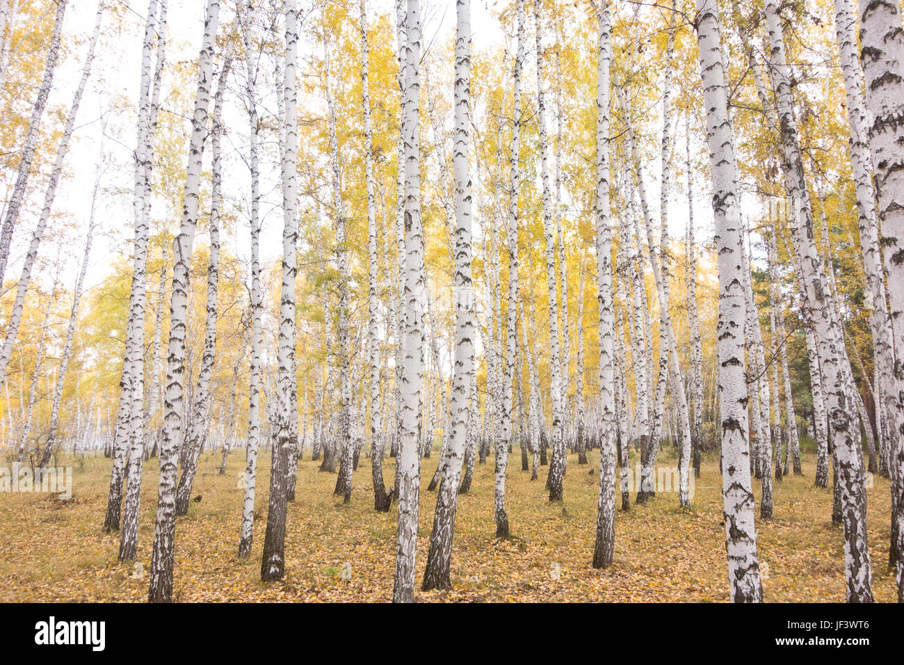 Paravent forêt de bouleaux en automne 4 volets r° v° Couleur jaune  Recollection