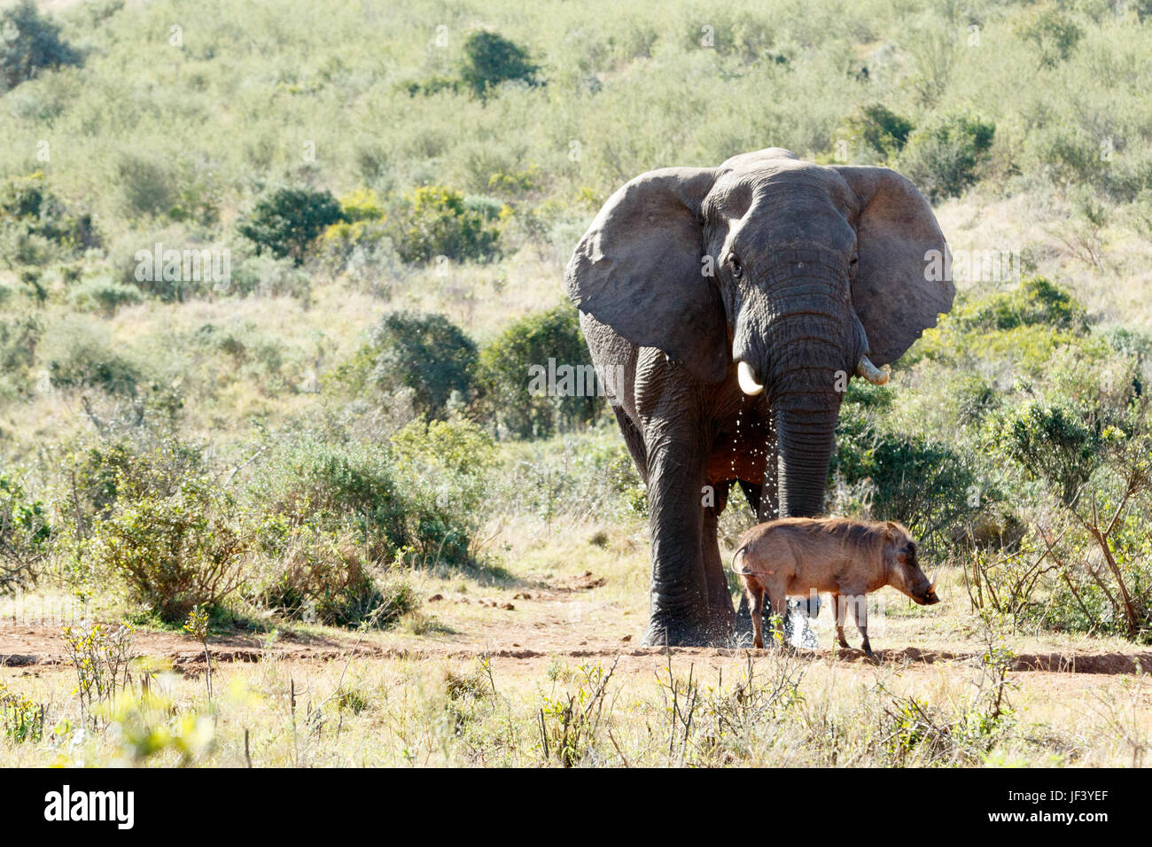 Bush africain de l'eau potable de l'éléphant. Banque D'Images
