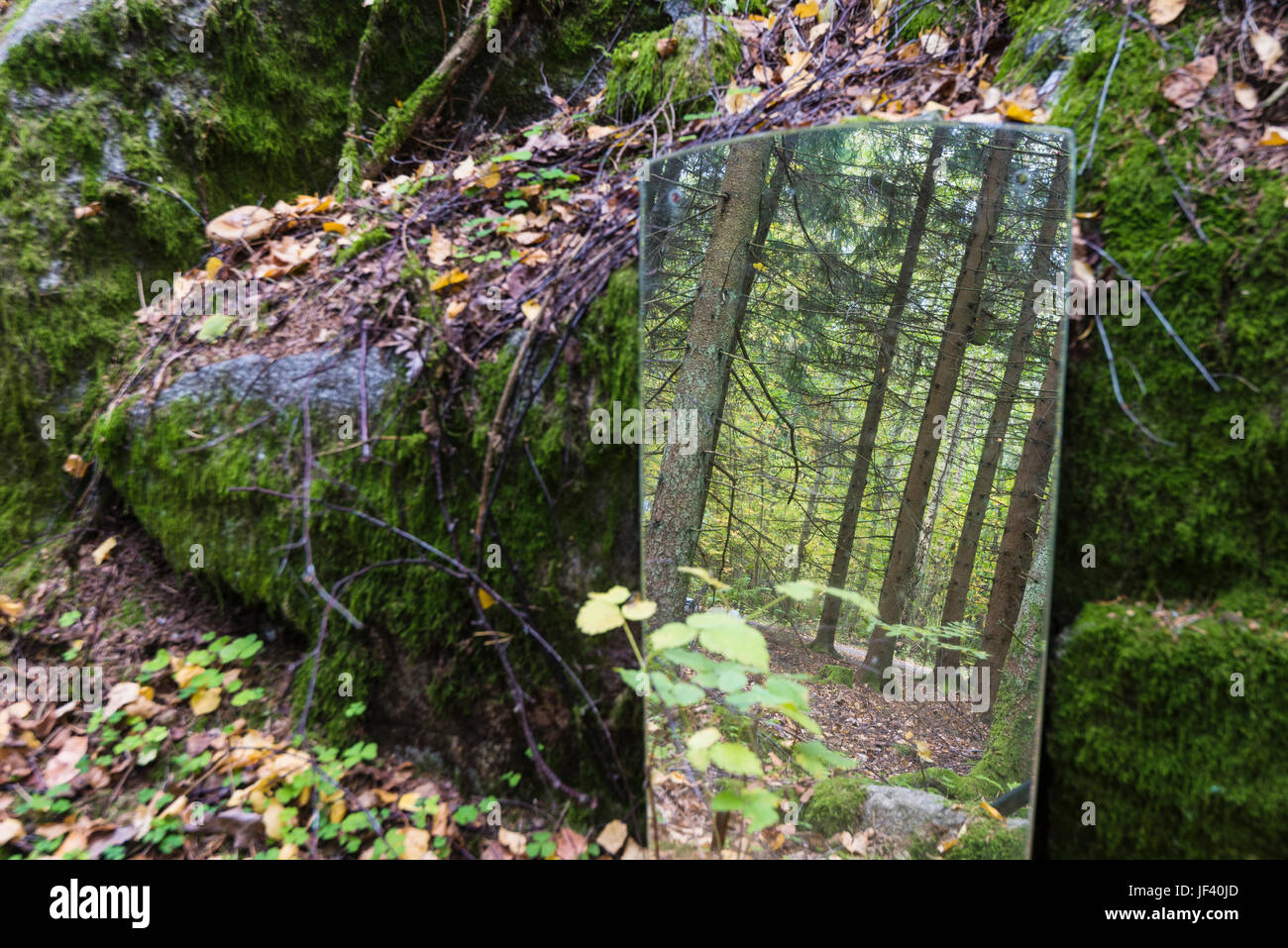 Abandonné en forêt miroir Banque D'Images