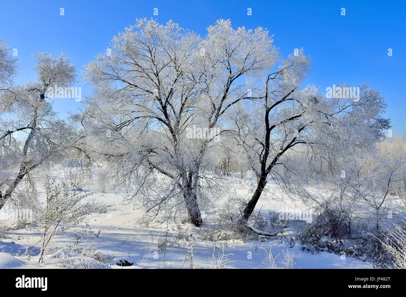 Journée d'hiver ensoleillée dans la forêt. Banque D'Images