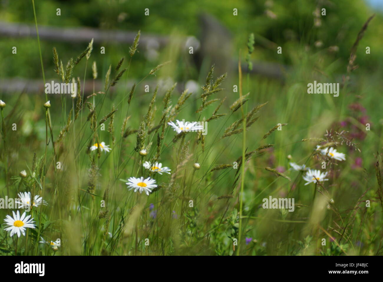 Fleurs et l'herbe éclairées par la lumière du soleil chaud de l'été sur un pré, abstract backgrounds naturel pour votre conception. Camomille Meadow Banque D'Images