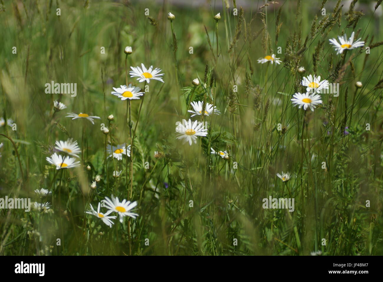 Fleurs et l'herbe éclairées par la lumière du soleil chaud de l'été sur un pré, abstract backgrounds naturel pour votre conception. Camomille Meadow Banque D'Images