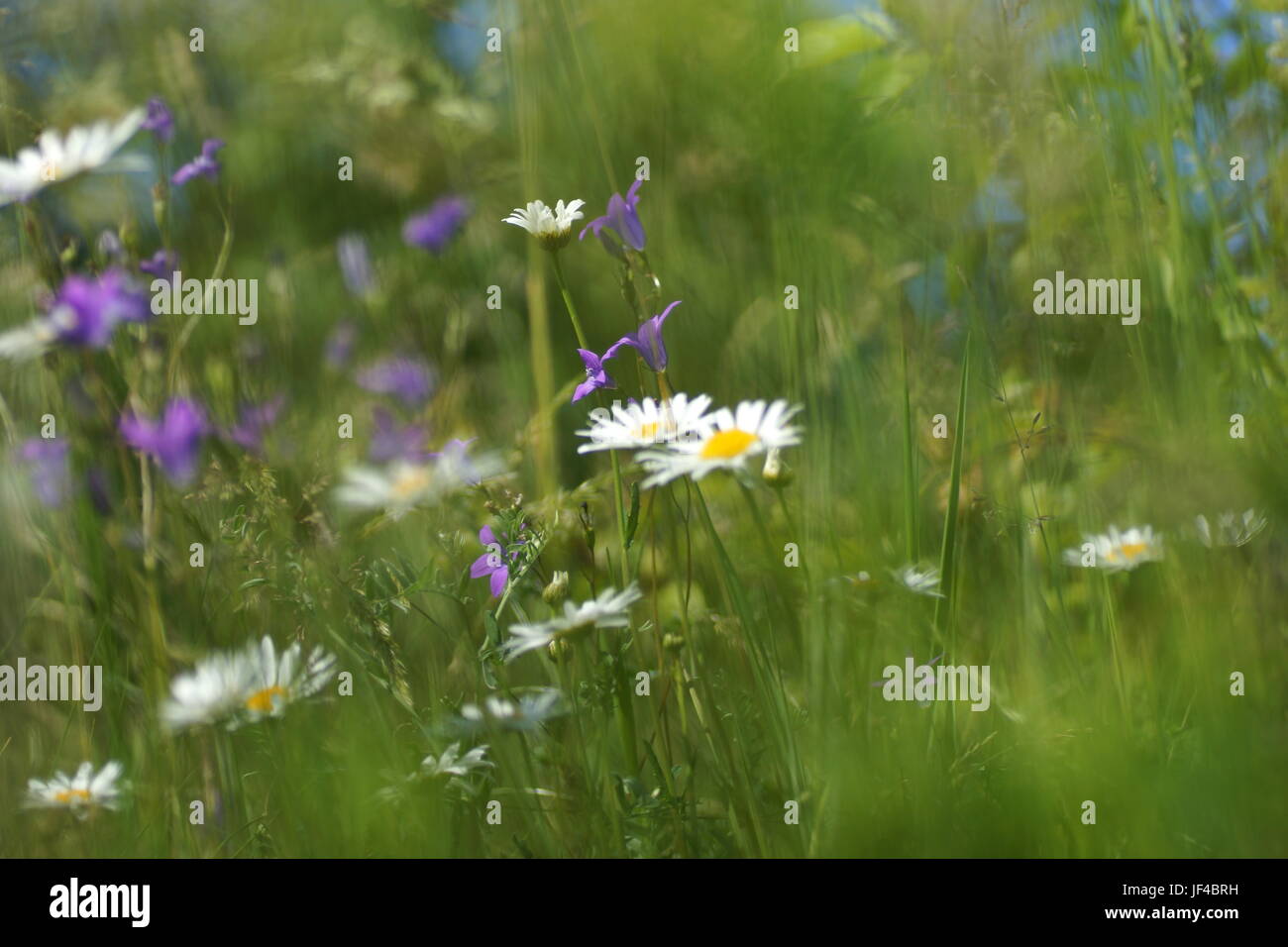 Fleurs et l'herbe éclairées par la lumière du soleil chaud de l'été sur un pré, abstract backgrounds naturel pour votre conception. Camomille Meadow Banque D'Images