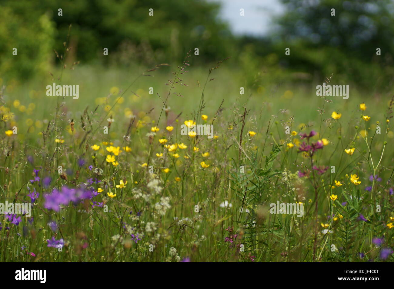 Fleurs et l'herbe éclairées par la lumière du soleil chaud de l'été sur un pré, abstract backgrounds naturel pour votre conception. Renoncule jaune prairie Banque D'Images