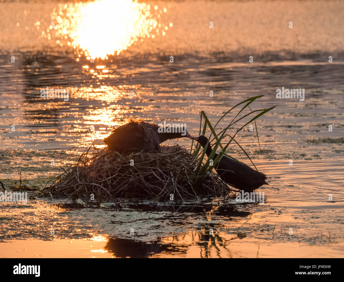 Silhouette de Foulques de nidification (Fulica atra) au coucher du soleil on golden pond Banque D'Images