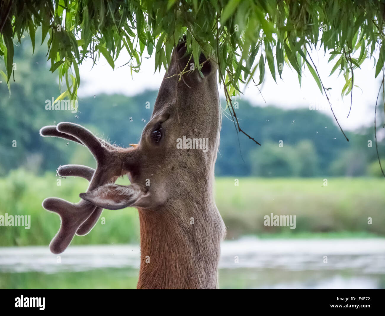 Les jeunes Red Deer cerf (Cervus elaphus) dans les bois de velours, naviguant sur des feuilles de saule en été Banque D'Images