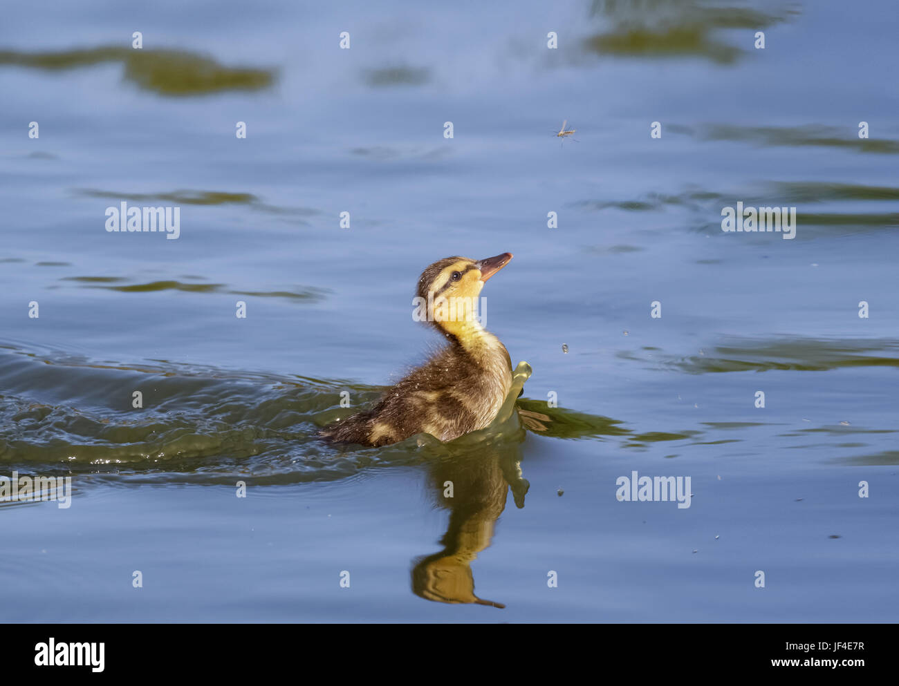 Beaux jeunes bébé moelleux Mallard canard (Anas platyrhynchos) chassant sur l'alimentation alimentation savoureuse mouche vole ou moucherons moucherons Banque D'Images