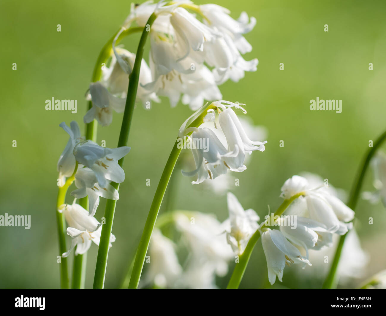 Bouquet de fleurs jacinthes Bluebell blanc(espèces inconnues) sur fond vert Banque D'Images