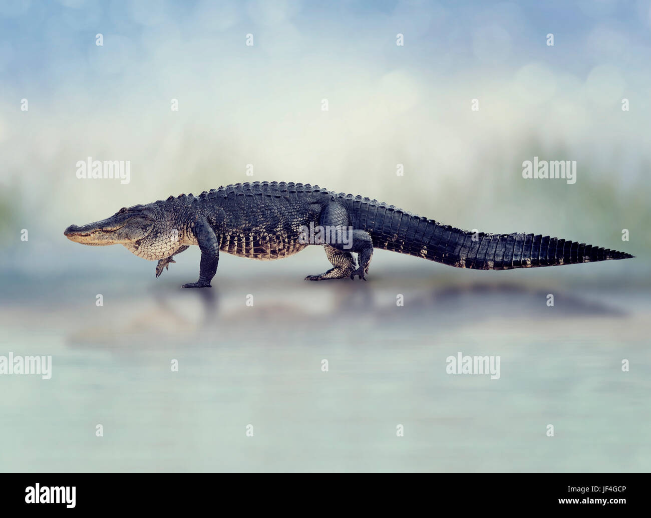 Grand Alligator marche dans les zones humides Banque D'Images