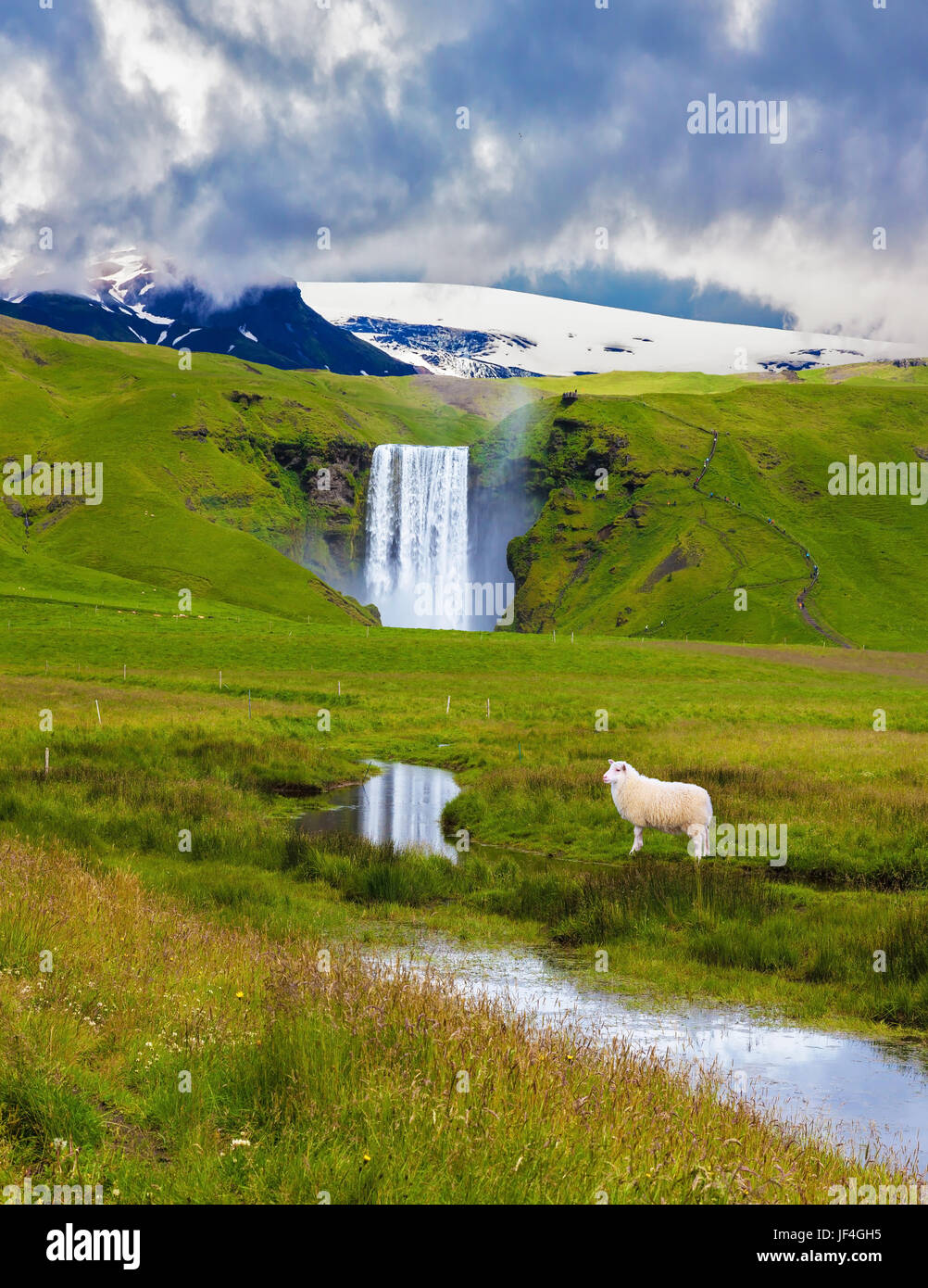 Le pâturage des moutons blancs sur le pré vert Banque D'Images