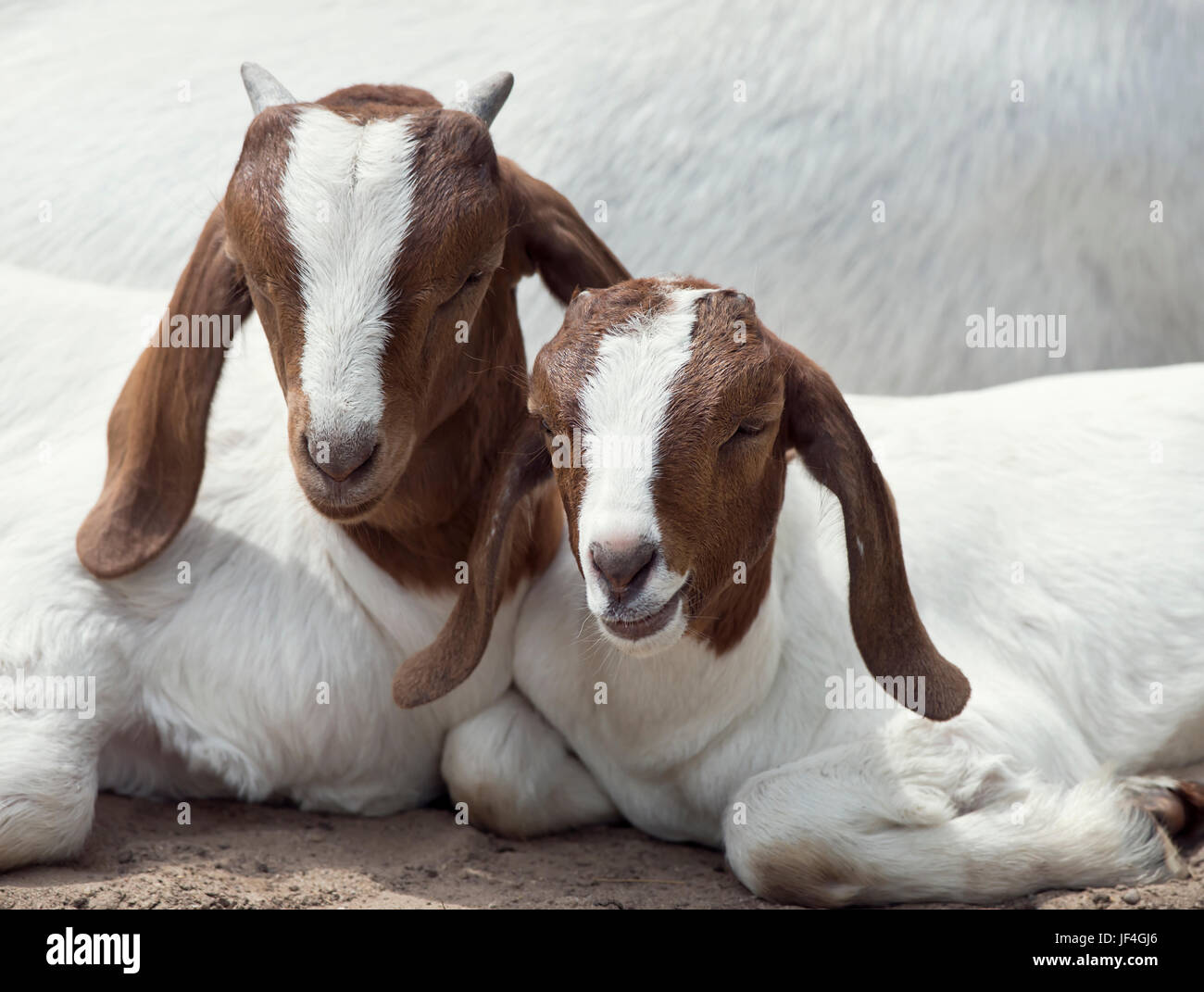 Deux jeunes chèvres Boer se reposant Banque D'Images