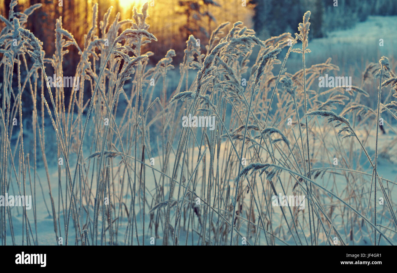 Scène de beauté d'hiver Banque D'Images