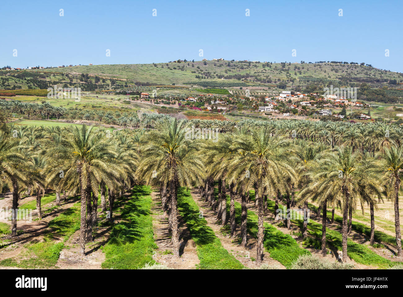 Les plantations en Israël Date Banque D'Images