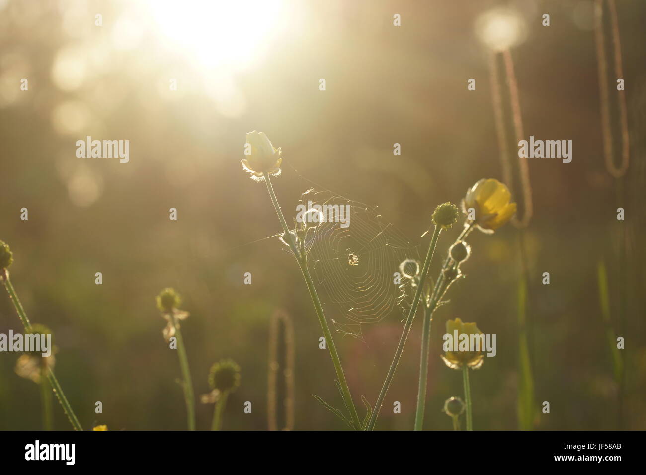 Fleurs et l'herbe éclairées par la lumière du soleil chaud de l'été sur un pré, abstract backgrounds naturel pour votre conception. Renoncule jaune prairie Banque D'Images