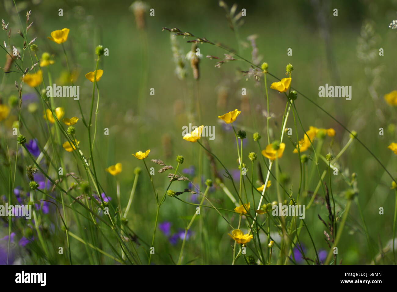 Fleurs et l'herbe éclairées par la lumière du soleil chaud de l'été sur un pré, abstract backgrounds naturel pour votre conception. Renoncule jaune prairie Banque D'Images