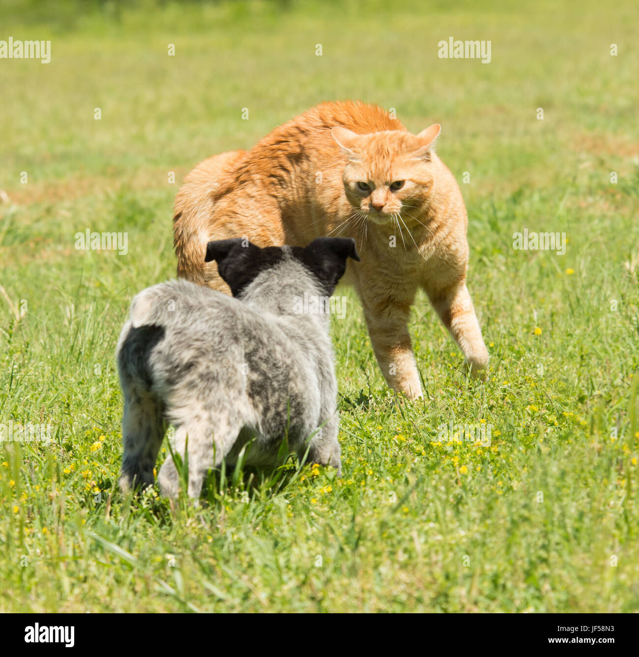 Ginger tabby cat racontant un chiot à reculer en termes clairs Banque D'Images