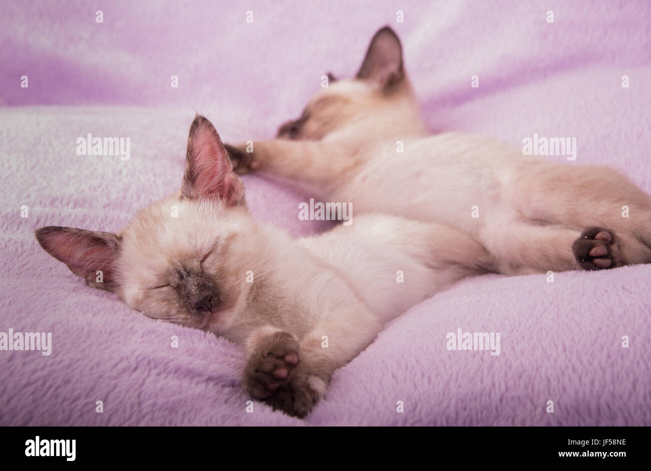 Chatons siamois endormi sur un coussin violet clair Banque D'Images